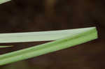 Waterfall's sedge